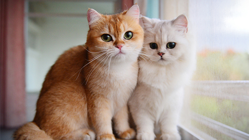 Personalisierte Leinwandbilder Für Katzen